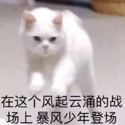 想你名言;一只想飞的猫名人名言是什么？