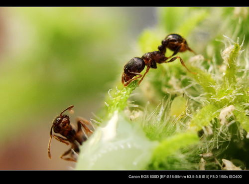 蚂蚁的蚁组词蚂蚁的蚂组词