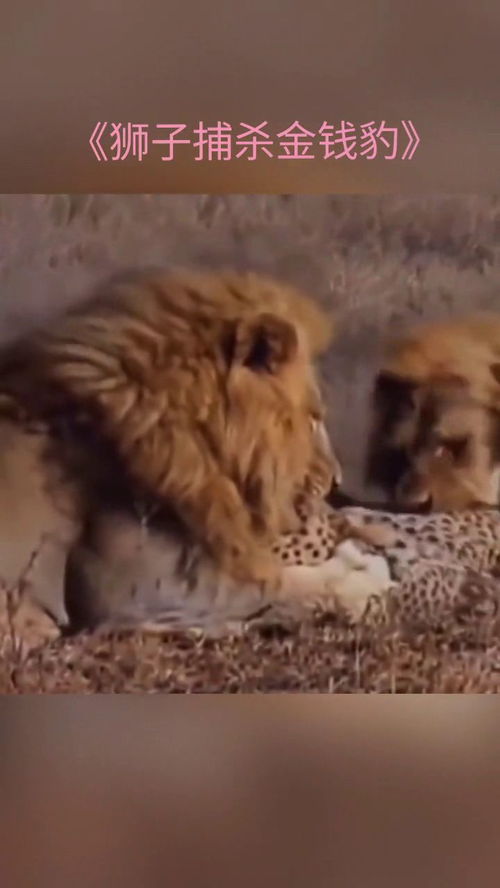 狮子捕猎金钱豹,趁豹子没反应过来,迅速将其抓住 