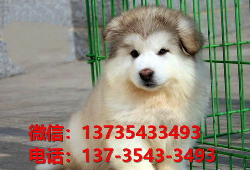 娄底犬舍宠物狗出售纯种阿拉斯加犬卖狗买狗网站在哪有狗市场