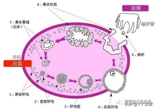 教你认清卵泡 排卵及黄体的超声表现