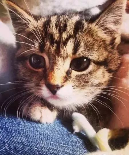 路边随手救的流浪猫,5年后竟然救了她的命