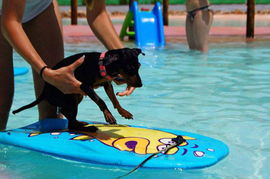 西班牙度假村为宠物狗打造专属水上乐园