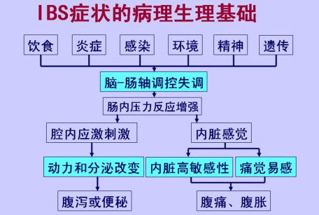 IBS是什么意思