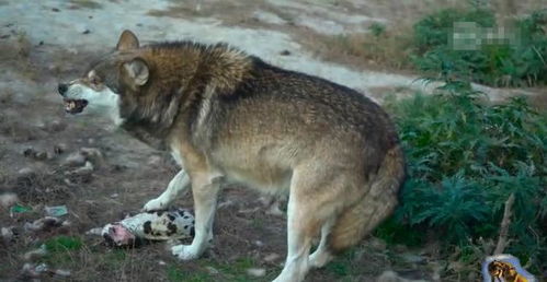 狼的智商有多高 养狼人用食物诱惑狼王进圈,狼王的反应正常吗