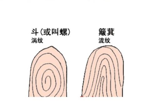 你双手指纹有几个螺螺,几个簸箕 螺越多越有富贵 是真的吗