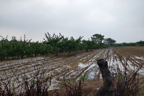 今年雨水偏多,苹果树管理应注意这4个问题,实现品质产量的提升