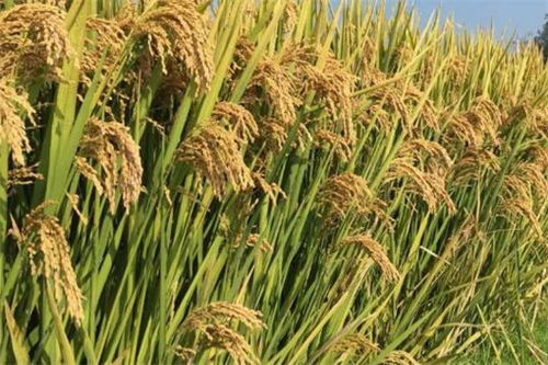 水稻一季亩产量多少,雅7优2117水稻产量