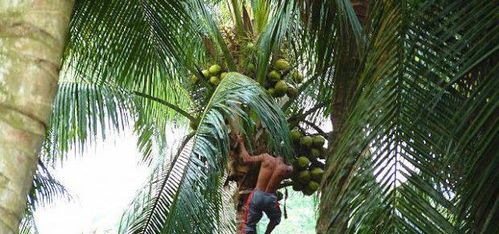 椰子树长什么样子,10年椰子树怎么不结果