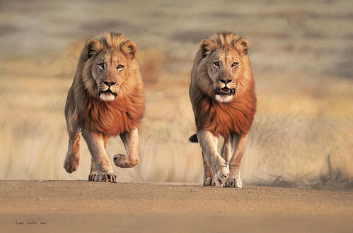 全球超七成游客希望禁止战利品狩猎 世界狮子日 