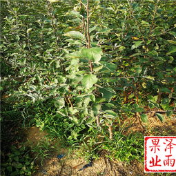 适宜鲁丽苹果苗的栽植时间