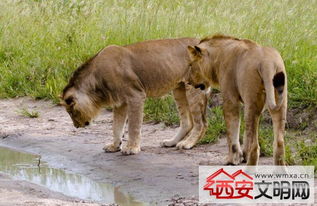 非洲一狮子被幼蛇吓退 大自然的神奇力量令人惊叹