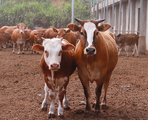 黄牛养殖销售基地 信阳黄牛养殖销售 池州畜源牧业发展公司 