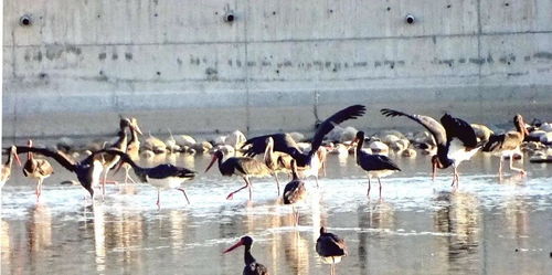 群鸟聚集滹沱河