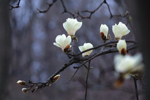 玉兰花开,你知道怎么拍好看吗,学这6个玉兰花摄影技巧吧