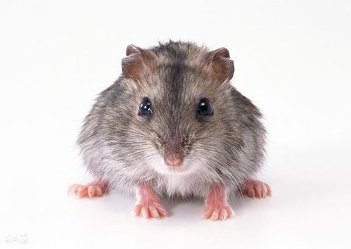 72属鼠人今年下半年运程属鼠多大岁数了(属鼠的72年下半年运程)