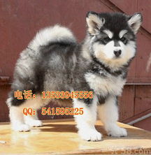 中山阿拉斯加 中山哪里有卖阿拉斯加 纯种阿拉斯加幼犬价格 阿拉斯加 宠物网 chongwu.cc 