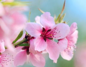 桃花图片 桃花花期 桃花可以减肥吗 桃花代表什么 盆栽 土巴兔家居百科 