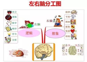 为什么说全脑潜能开发会让孩子学习变得轻松