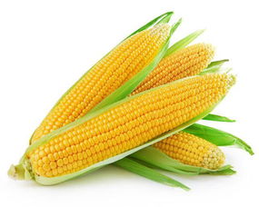 玉米种植时间和方法,玉米都是几月份种植？怎样提高玉米的产量