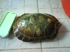 野生巴西彩龟3斤重的多少钱 