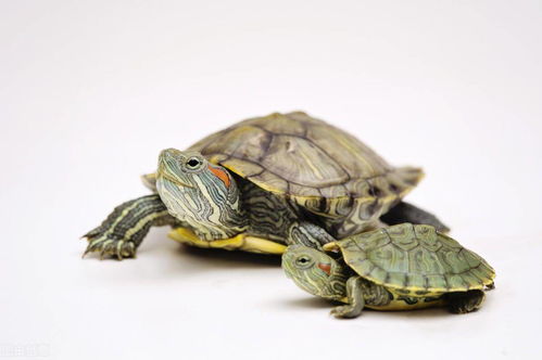 怎么养乌龟才能养好 你不要以为养乌龟很容易,这6个方面要重视