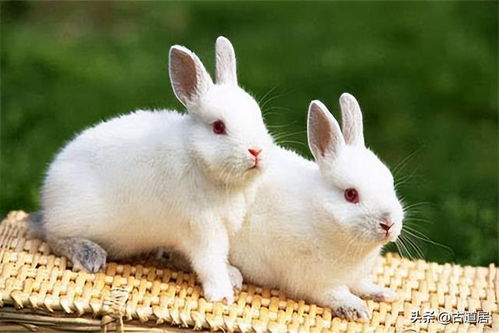 2023属兔本命年佩戴什么最好,2023年属兔的人一定要养这8种花，人旺财旺花旺