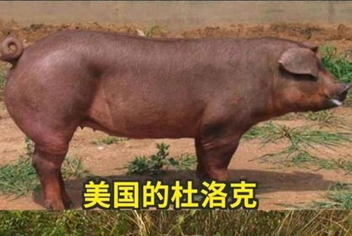 另类基因战 洋猪入侵中国土猪濒临灭绝 其实土猪才是洋猪老祖宗