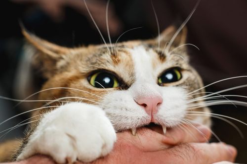 猫咪爱咬人怎么办 教你6招,戒掉猫咪的坏习惯