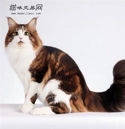 宠物猫之 缅因猫好养么 有什么性格特点 价格多少钱一只