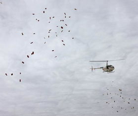 厉害了 蚂蚁 飞翔 当代艺术家刘豫华的空中动态景观行为艺术报道 