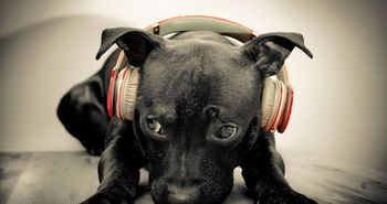 狗狗也爱听音乐 最新研究 汪星人最喜欢的音乐风格是... 