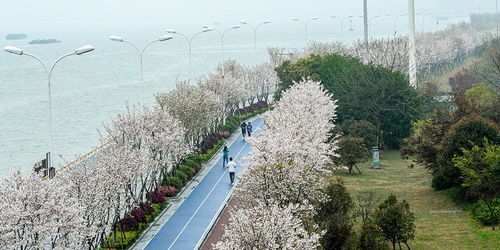 滨江最美樱花跑道附近停车场在哪 怎么坐车 地铁站叫什么 (杭州滨江地铁附近免费停车场)