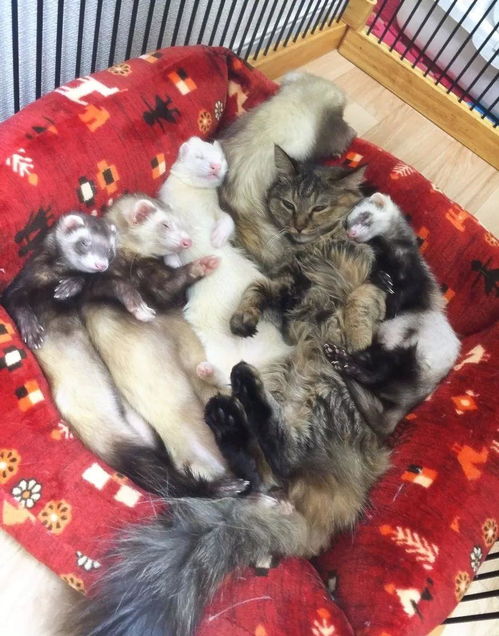 小奶猫被雪貂一家收养,同吃同睡越长越像自己人