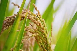 要想水稻增产,这些病虫害绿色防控技术你得看看