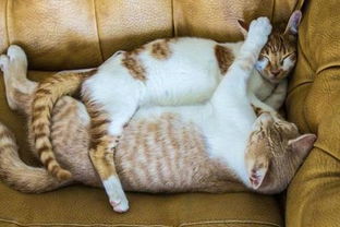 两只猫的恋爱究竟有多甜