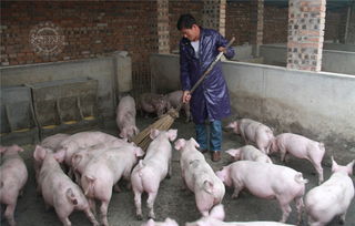 独手男孩成养猪能手 与妻养猪400头年入数十万