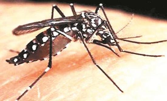 全国疟疾宣传日 蚊子要来了 当心蚊子传染的那些疾病
