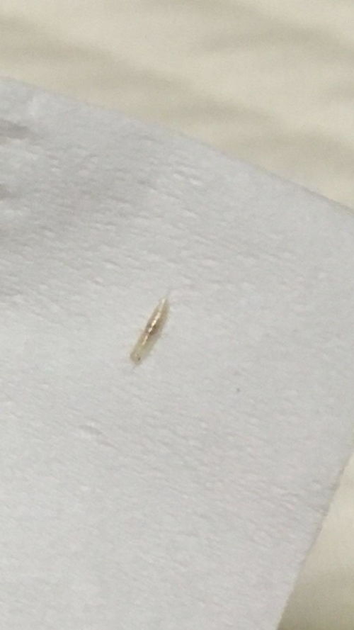 被褥里出现的长有多条腿的白色小虫子,是什么虫子 怎么杀死它
