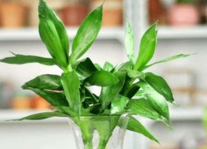 刚栽富贵竹水中加磷酸二氢钾能帮助长根吗？