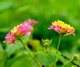 花花草草