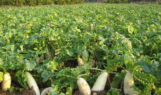 萝卜苗的种植养护技术,萝卜10月份如何快速生长
