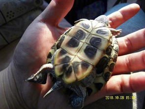 帮忙 我上传巴西龟的高清照片,让大家帮看看,这只是公的还是母的 附3幅图