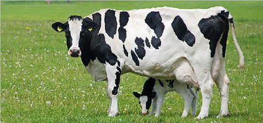 牛结核病发病原因及防治措施,奶牛的结核病检测方法有哪些