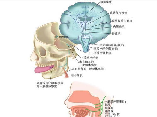 现代人拔智齿都那么痛苦,那么古代人长智齿怎么办 既狠又受罪