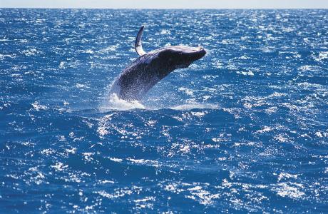 鲸鱼为什么能跃出水面 