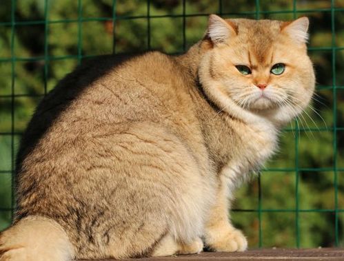 英短猫能活多久 5招延长寿命