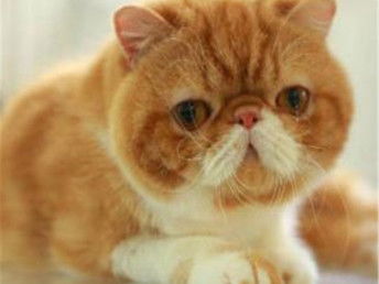 图 郑州哪里出售纯种加菲猫纯种加菲猫价格多少 广州宠物猫 