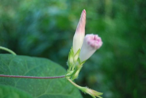 5月起,财运一路飙升,工资收入翻倍增长,可以闷声发大财的生肖