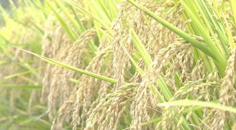 圭山水稻旱地套种喜获丰收